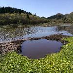 �ư���ʪ��