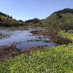 �ư���ʪ��